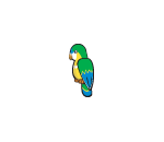 Pirate Parrot