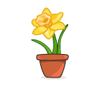 Daffodil