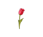 Valentine Tulip