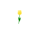 Tulip