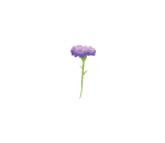 Purple Carnation