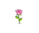 Romantic Pink Rose
