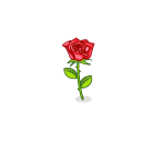 Romantic Red Rose