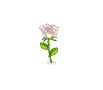 Romantic White Rose
