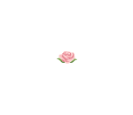 Stemless Pink Rose