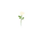 White Rose