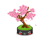 Happy Cherry Blossom Bonsai