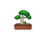 Bonsai Tree