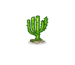 Desert Cactus