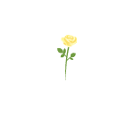 Yellow Rose