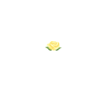 Stemless Yellow Rose