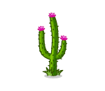 Desert Canyon Cactus
