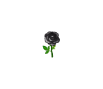 Beautiful Black Rose