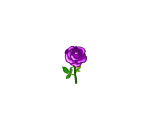 Beautiful Purple Rose