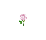 Beautiful White Rose