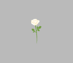 Winter White Rose