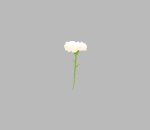 White Carnation