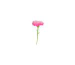 Pink Carnation