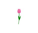 Pink Tulip