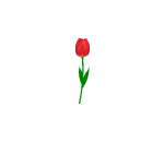 Red Tulip