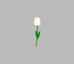 White Tulip