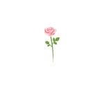Very Pink Rose
