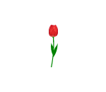 Crimson Red Tulip