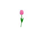 True Pink Tulip