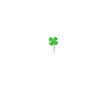 Mini Clover