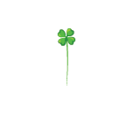 Tall Singular Clover