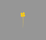 Golden Clover