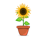 Sunflower in a Pot