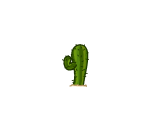 Middleman Cactus