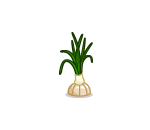 Onion Plant