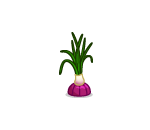 Red Onion Plant