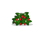 Strawberry Patch