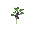 Eggy Eggplant Plant