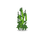 Pea Pod Plant