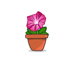Pink Potted Morning Glory