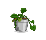 Potted Greenery