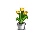 Yellow Potted Tulips