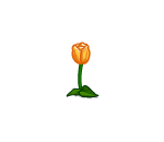 Orange Yellow Tulip