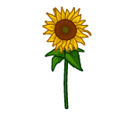Summery Sunflower