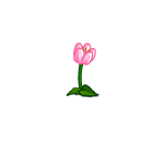 Sweet Pink Tulip
