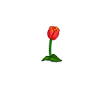 Bright Red Tulip