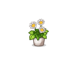 Potted Summery Daisy