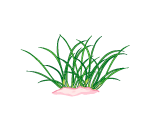 Grassy Beach Grass