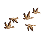 Mighty Flying Ducks