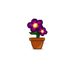 Potted Daisy