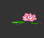 Peaceful Floating Lotus